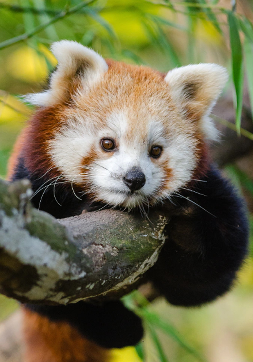 pandarojo